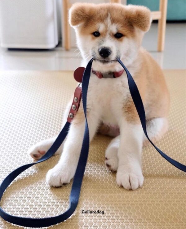 Collaradog Leash - Image 5